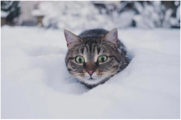 Get Ready! Latvia Will Be Hit by Record Snow