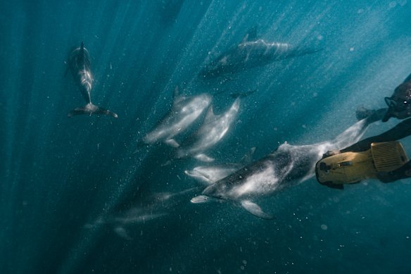 The dolphins are curious and playful.