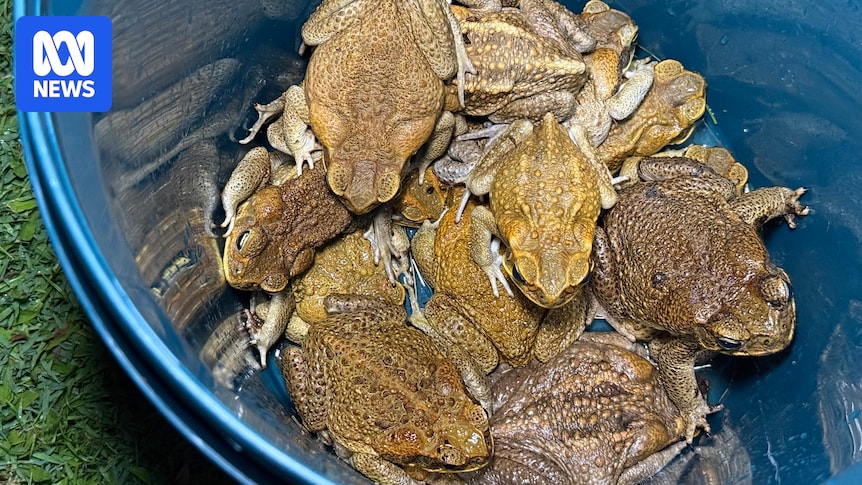 This toad busting group is determined to take back Magnetic Island