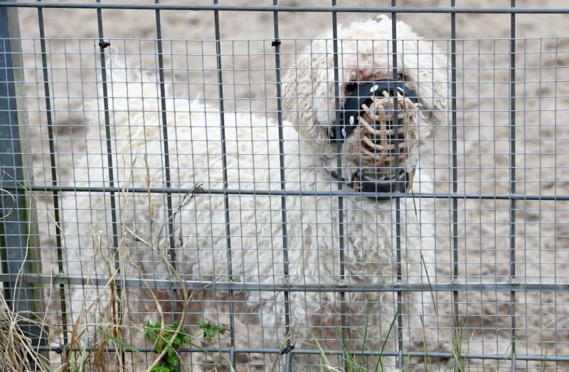 Merlin, seen here in at a dog shelter in the northern German city of Kiel, is considered a "problem dog." Some supposedly rescued dogs end up in a shelter because they cannot adapt to life in a flat. Carsten Rehder/dpa