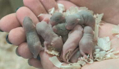 A Mouse Just Had Babies After Going to Space. Here's Why That Matters More Than You Think.