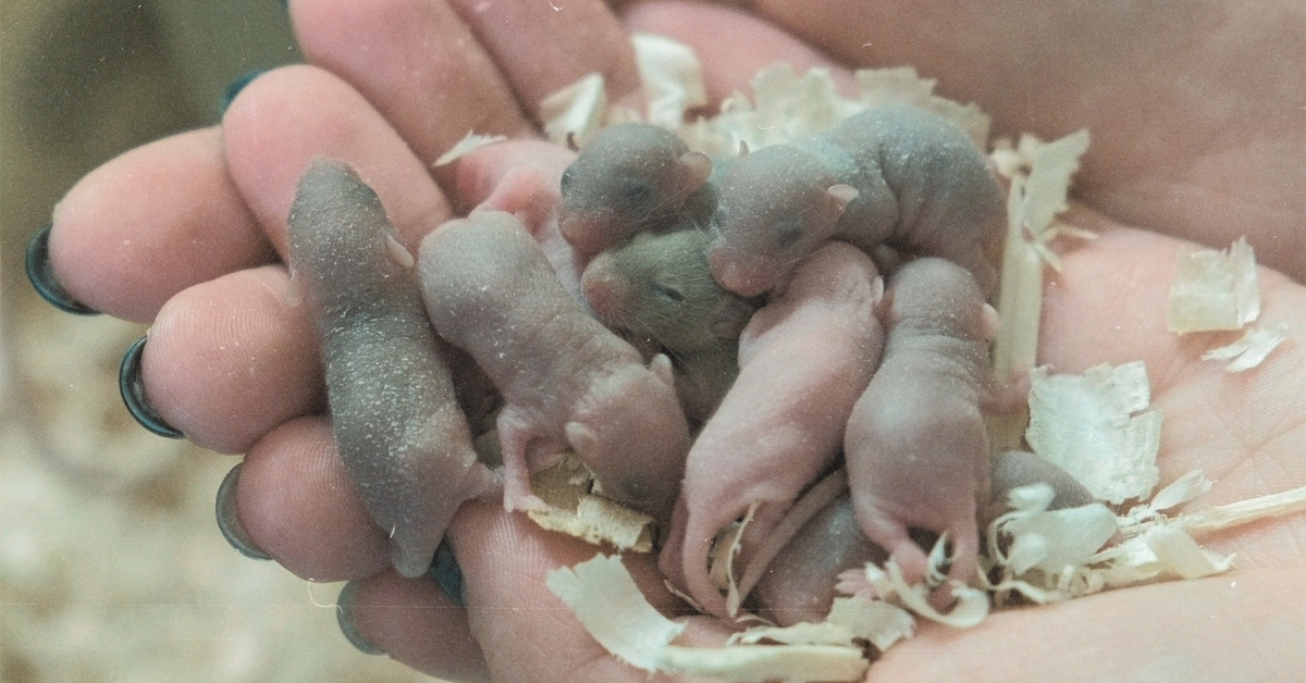 A Mouse Just Had Babies After Going to Space. Here's Why That Matters More Than You Think.