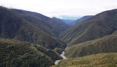 Tropical trees are fighting an uphill battle with climate change. And they're losing.