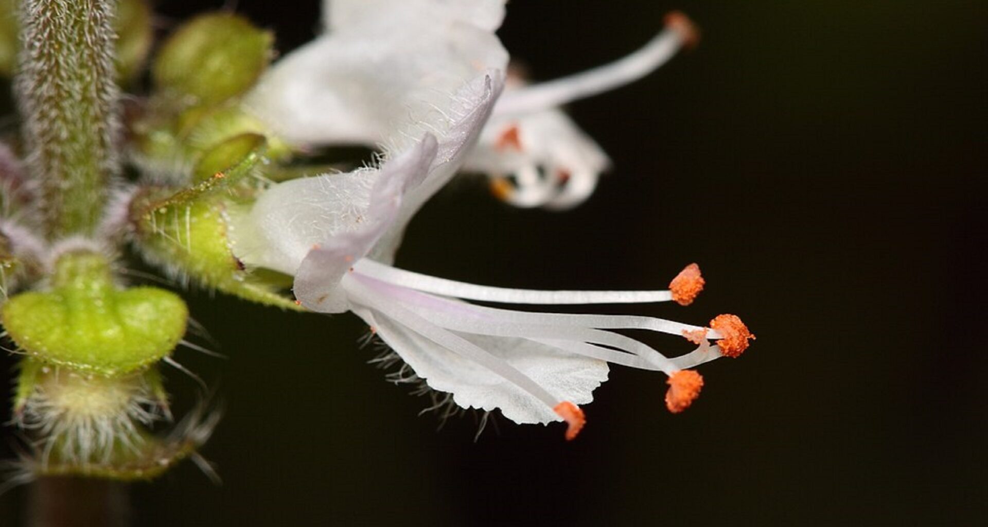 Amazon entrepreneur spreads seeds of growth with recycled paper