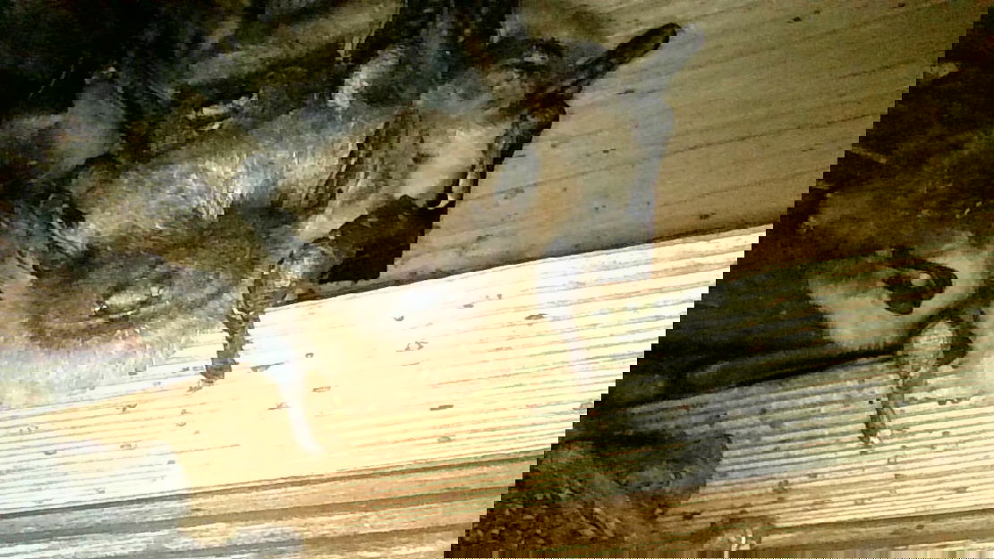 Think Wild says bat exclusions cannot legally be performed between June 1 and August 30, when young bats are unable to fly.