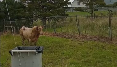 Watch: Bull breaks through fence during New Zealand rodeo