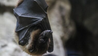 Un virus mortel transmis par la chauve-souris fait mettre en quarantaine une centaine de personnes en Asie : les Belges doivent-ils s'inquiéter ?