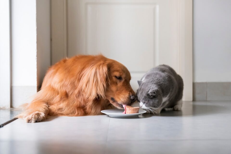 A revolução do mercado pet em Portugal