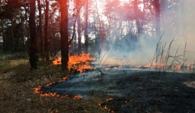 SCOR and AXA join forces to launch Lloyd's Consortium for ecological restoration insurance