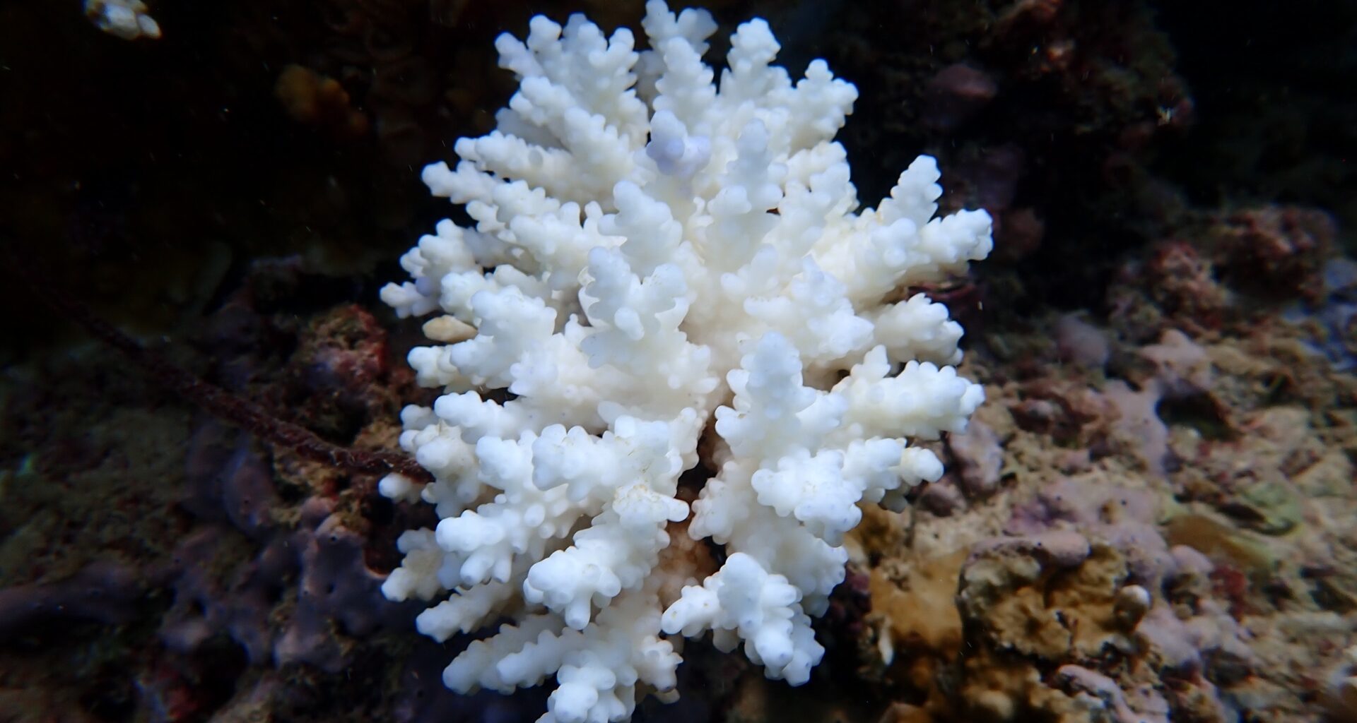 Climate change is costing the oceans far more than we thought