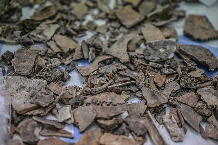 The DNA research is ongoing and expected to continue for several years, with comprehensive results planned for public release between 2026 and 2027. Credit: AA