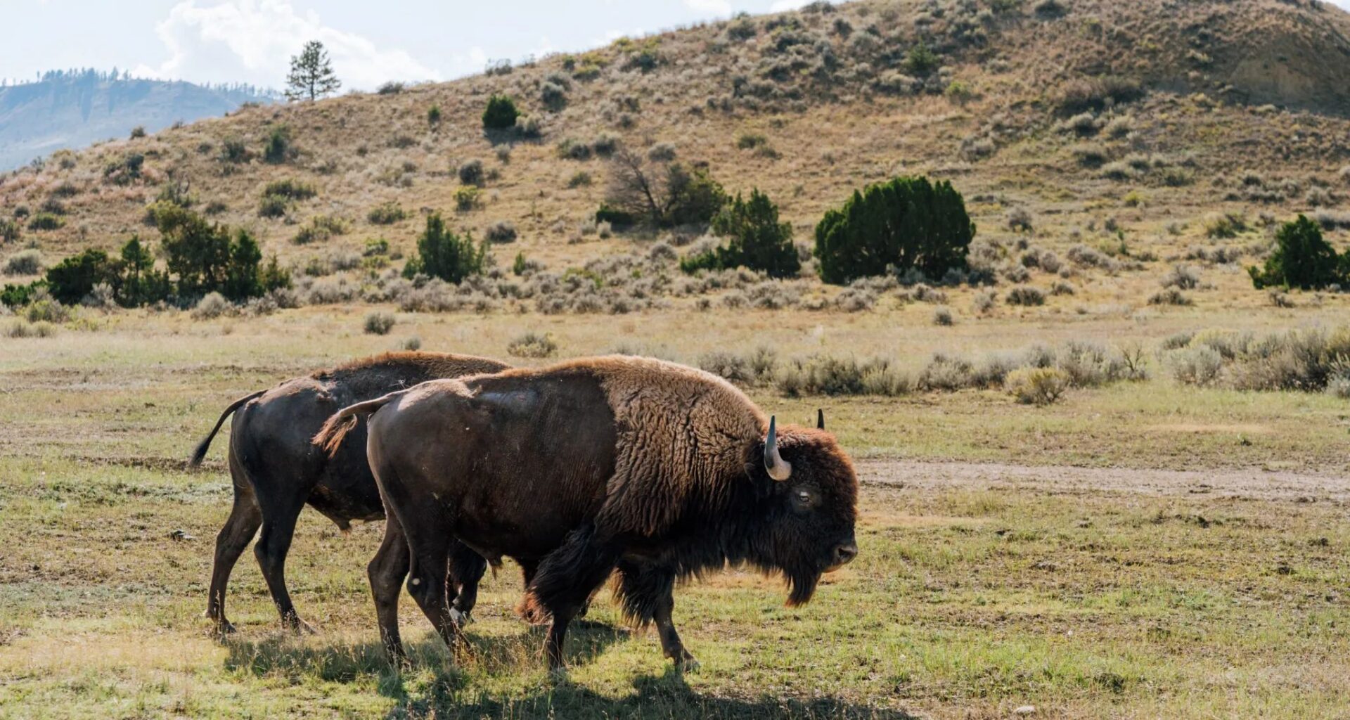 The Northern Cheyenne Tribe reclaims sovereignty through solar energy and buffalo restoration