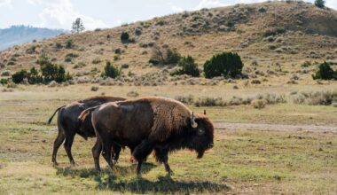 The Northern Cheyenne Tribe reclaims sovereignty through solar energy and buffalo restoration