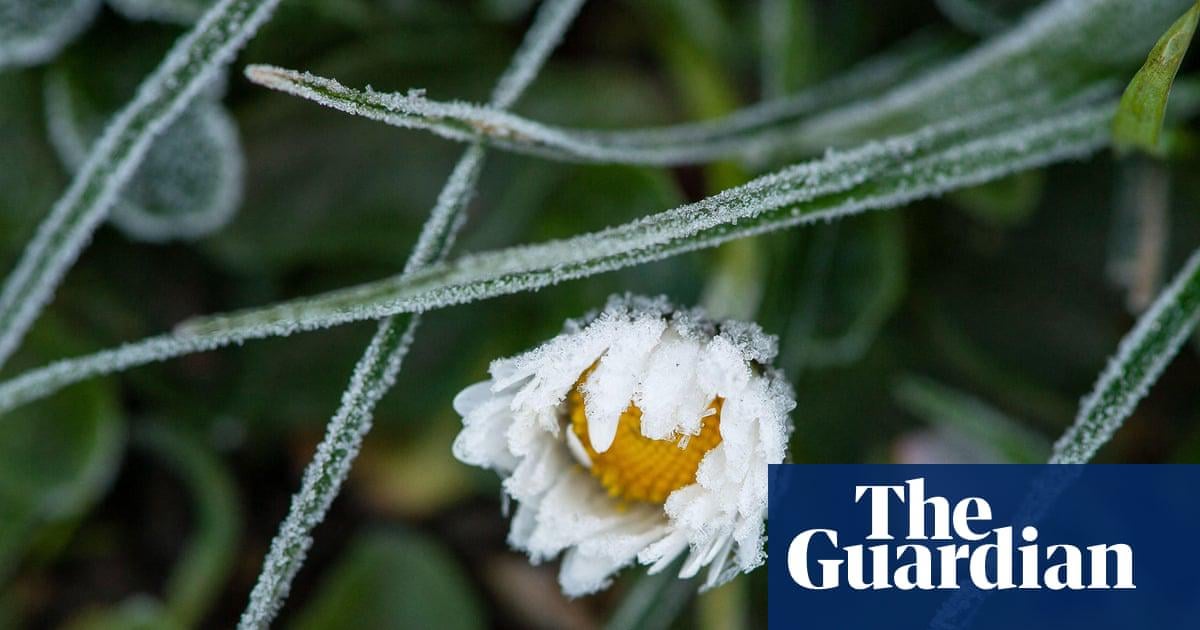 Winter blooming of hundreds of plants in UK ‘visible signal’ of climate breakdown | New year plant hunt shows rising temperatures are shifting natural cycles of wildflowers such as daisies
