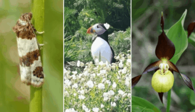 12 rare plants and animals making a comeback in the UK – and how to protect them