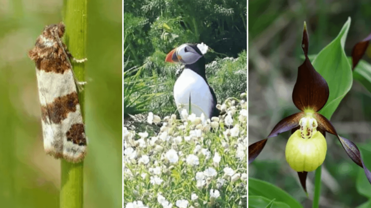 12 rare plants and animals making a comeback in the UK – and how to protect them