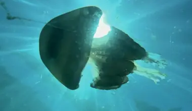 The Effects of Climate Change on Coastal Seas and Marine Life