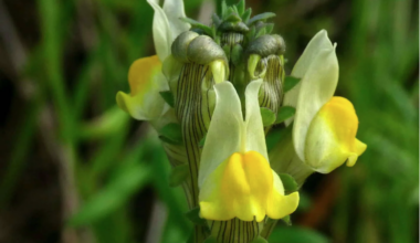 Unique plant species found in Portugal