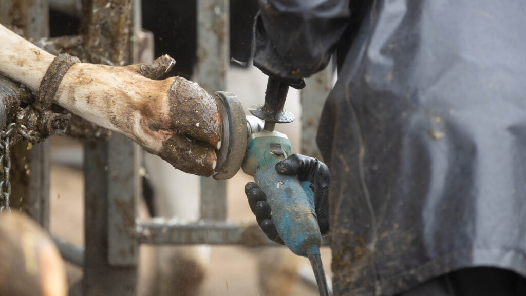 A cow's hoof being trimmed