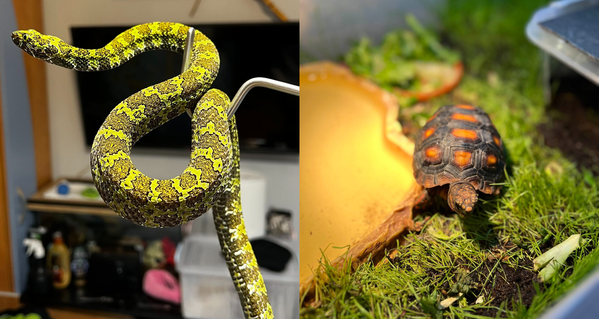 Vipere și șerpi periculoși, descoperiți într-o crescătorie ilegală din Bihor. Proprietarul animalelor riscă amenzi de până la 30.000 de lei : Europa FM