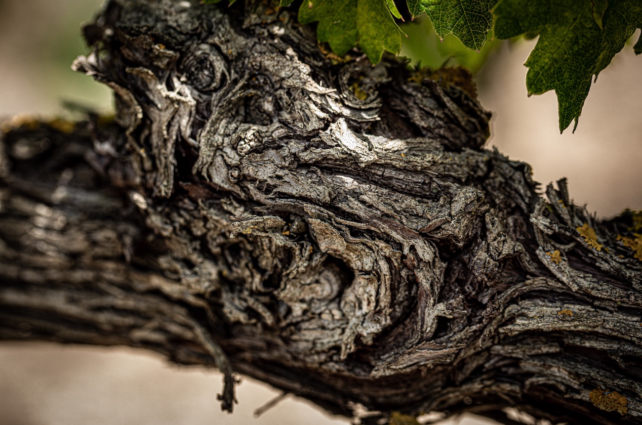 Wines of the Year 2025: Spain & Portugal