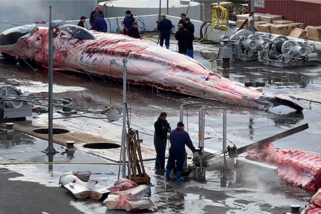 Animal rights activists and Icelandic government regulators have noted repeated animal welfare violations within the commercial whaling industry. Many of the animals take anywhere from 11 minutes to several hours to die after being struck by grenade-tipped harpoons. Credit: Last Whaling Station