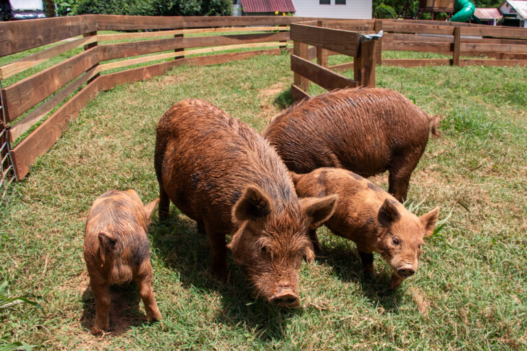 Report warns tariffs could cost NC farms $700M, 8,000 jobs