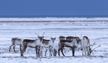 What Maine outdoors enthusiasts can discover in Iceland  