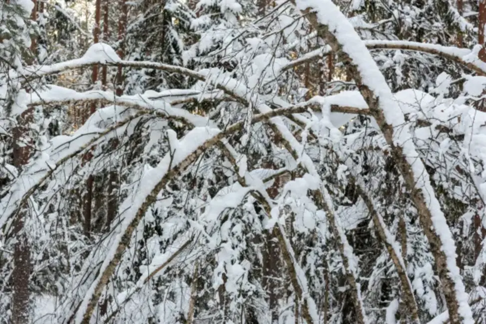 Latvijā izsludināts dzeltenais brīdinājums par apjomīgu sniegšanu; satiksme var būt apgrūtināta