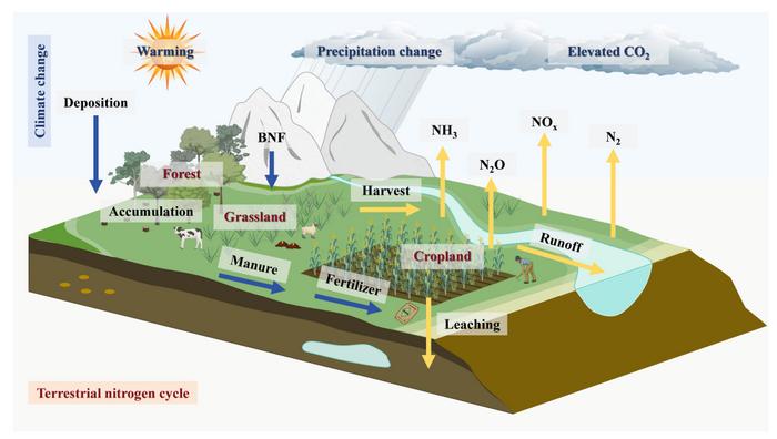 Impacts of climate change on global terrestrial nitrogen cycles. (Photo: EurekAlert)