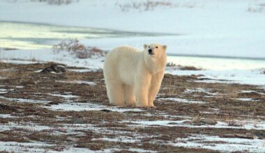 The Arctic Has Entered a New Era of 'Extreme Weather', Scientists Warn : ScienceAlert