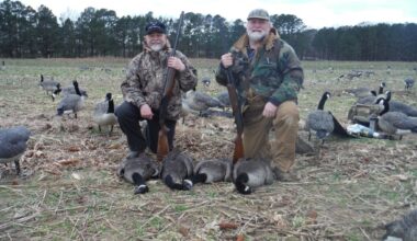 Opportunities abound right now in Maryland to harvest some Canada geese – Pottsville Republican Herald