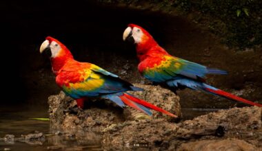 Amazonia Untamed: Talk Explores Birds and Biodiversity | Arts & Entertainment