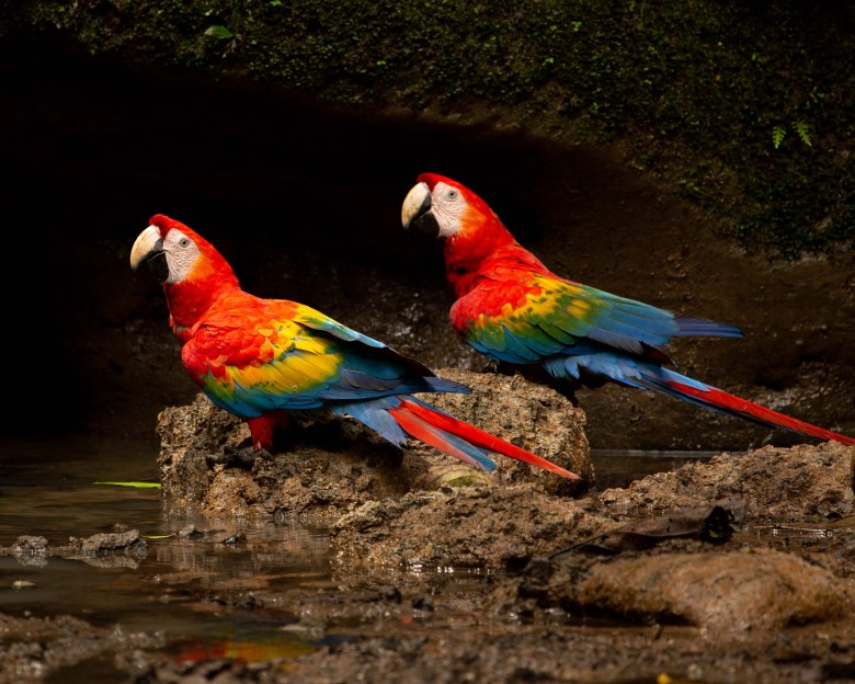 Red-, blue- and yellow-feathered scarlet macaws are among the many vibrant birds of the Amazon Basin. (Courtesy photo)