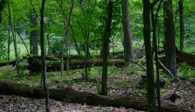 Climate change education legislation in Virginia returns