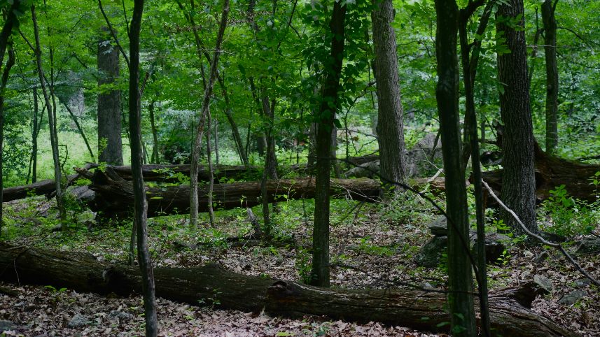 Climate change education legislation in Virginia returns