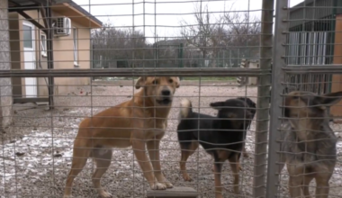 Po sviatkoch pribúdajú v útulkoch zatúlané psy a mačky