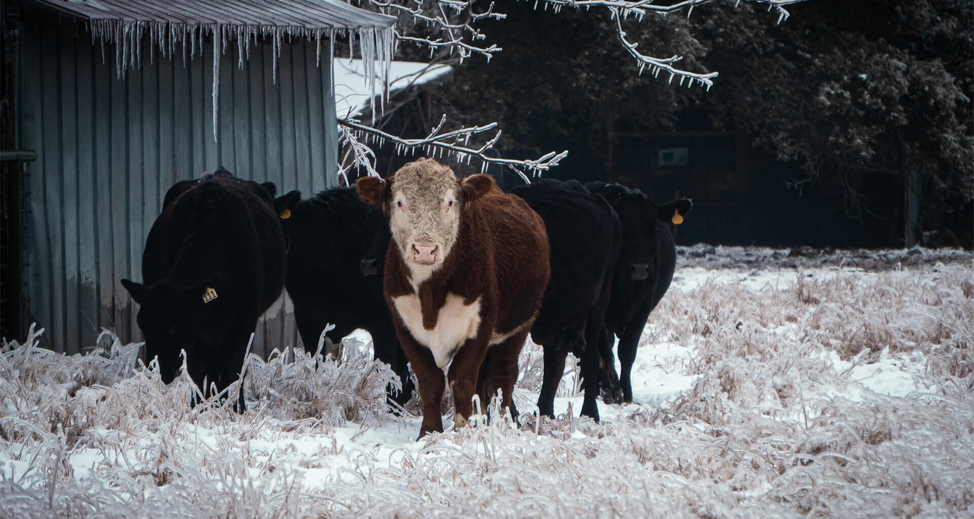 Texas cattle in an ice storm