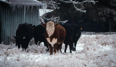 Texas cattle in an ice storm