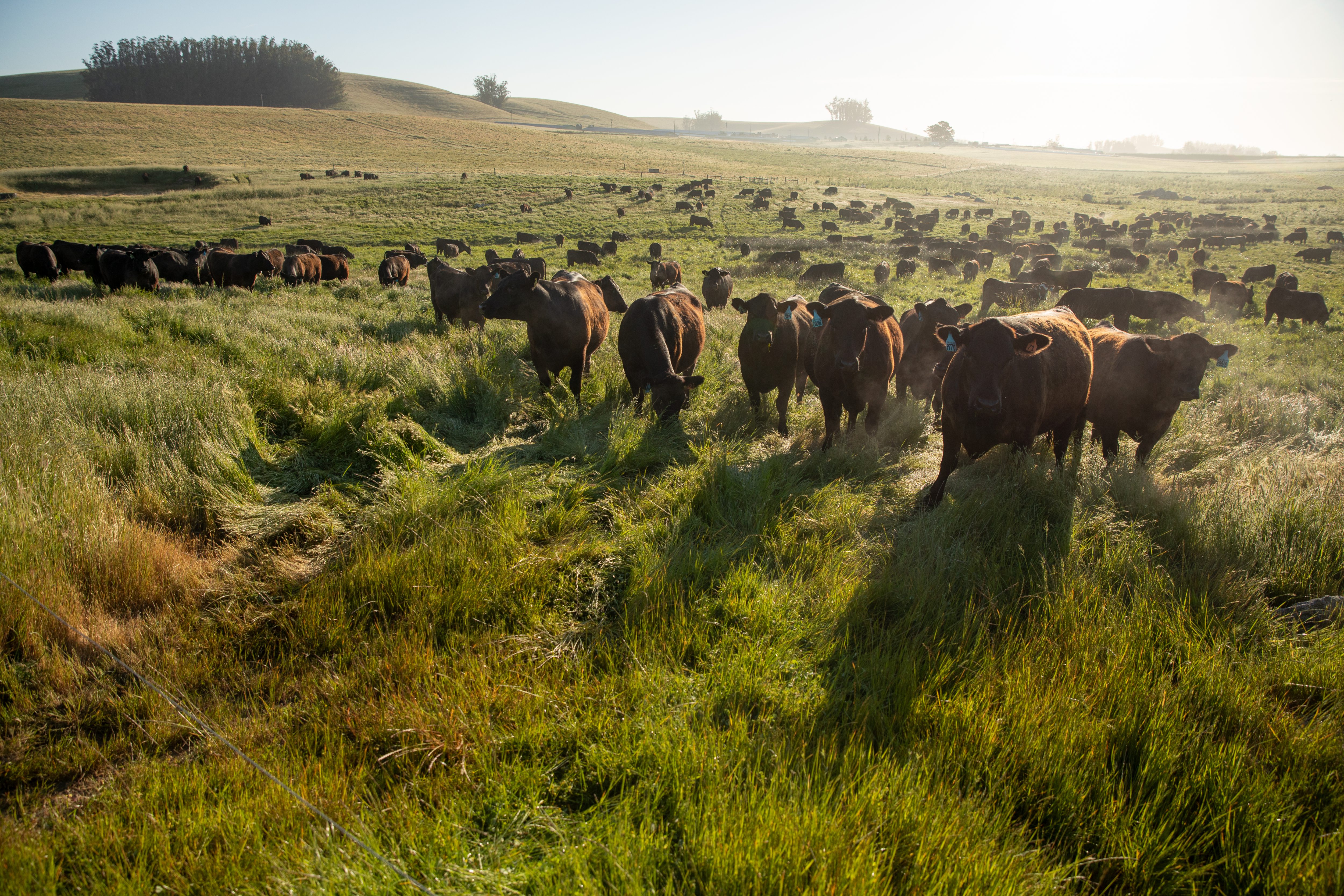 A herd of cows grazes at Stemple Creek Ranch, an...