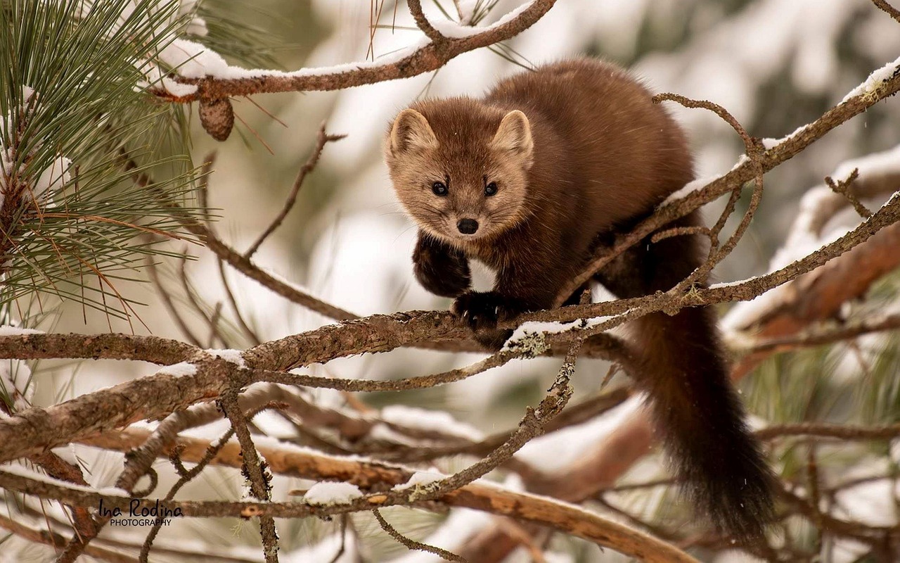 Tageslage Schweiz | Jagd und Wildtiere – Jagd in der Schweiz: Kritik, Fakten, Studien und News