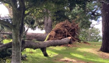 Tauranga council cordons off Yatton Park after large pine tree falls