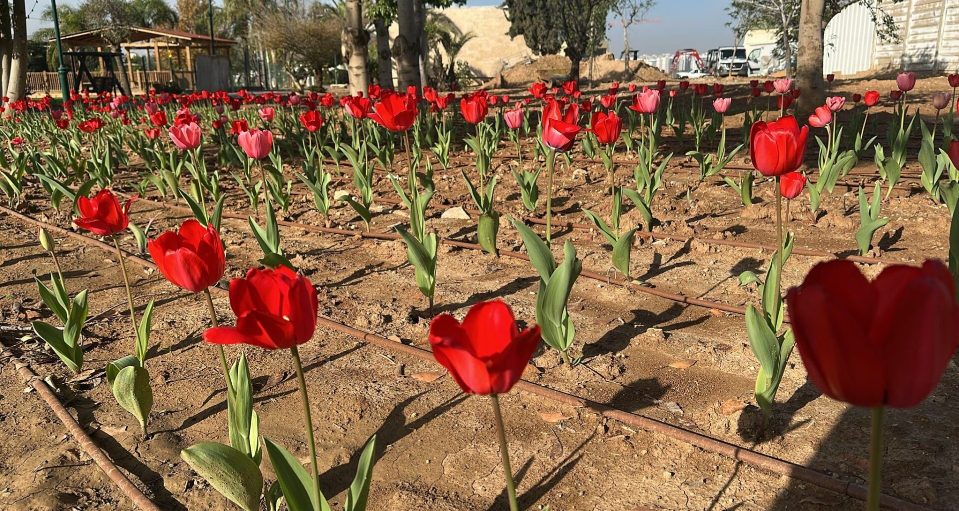 Over 50,000 Dutch tulips brighten Gaza border communities