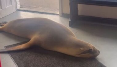 Dunedin fish and chip shop staff trapped after sea lion waddles in
