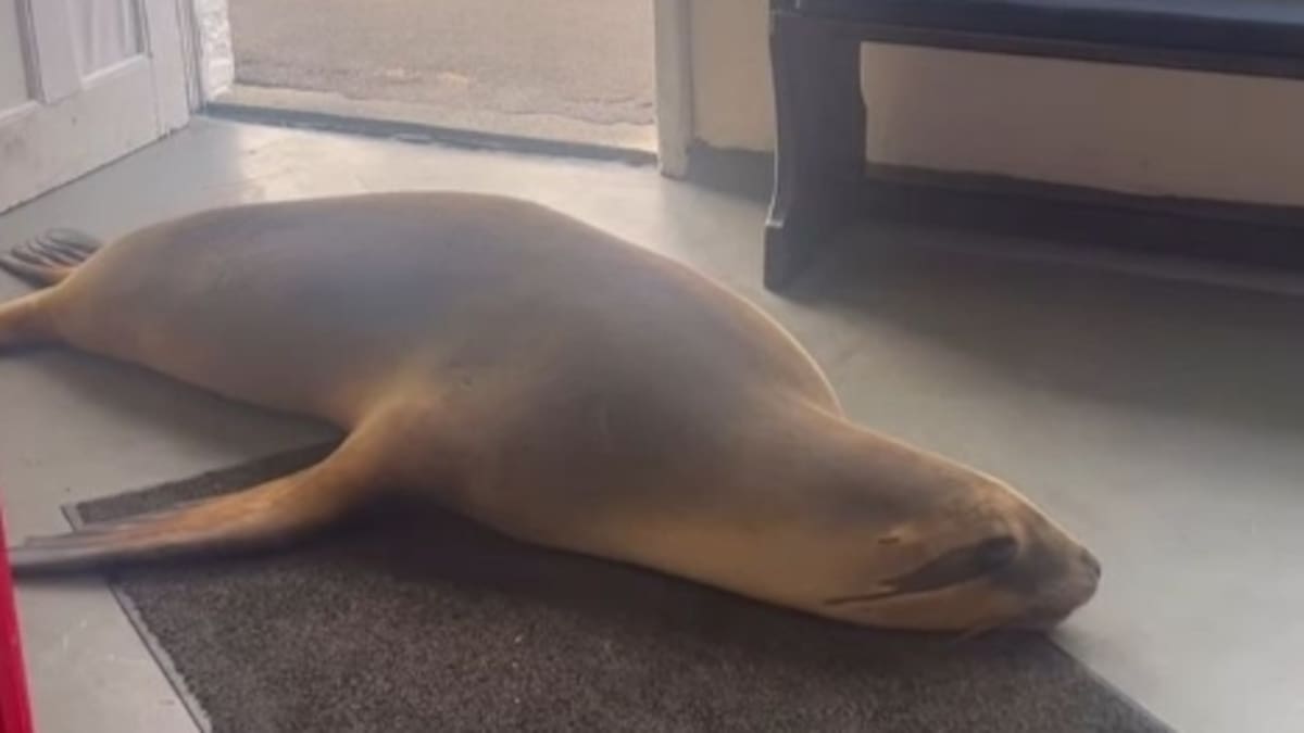 Dunedin fish and chip shop staff trapped after sea lion waddles in