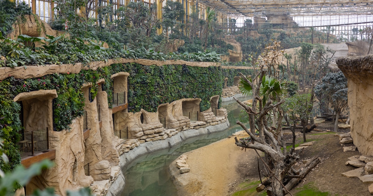 La plus grande serre tropicale du monde ouvre ses portes en Belgique et créé déjà la polémique: "Le confort de visite et le respect du vivant priment"