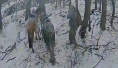 Ukrainian FPV drones destroy two Russian cavalrymen during a rest stop in the Pokrovsk area.