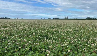 Canterbury hail and wet summer leave arable farmers struggling to harvest