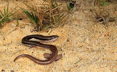 A lizard with no arms just back limbs discovered in Australia (Image Source - Wikipedia) A lizard with no arms just back limbs discovered in Australia