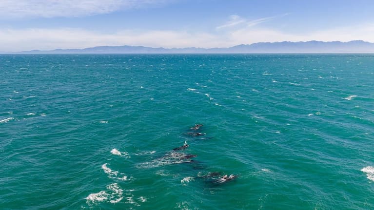 A pod of 15 pilot whales swimming to deeper waters after stranding on Farewell Spit. (Source: Project Jonah)